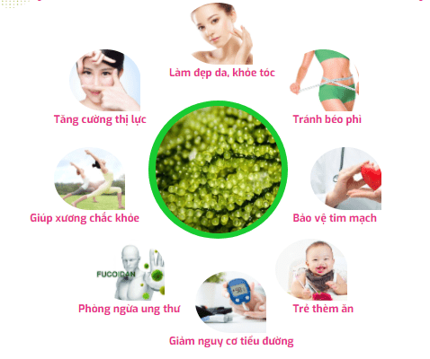 Rong Nho Và Công Dụng Của Rong Nho-Grape Seaweed Công dụng của rong nho với sức khỏe