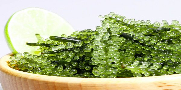 Rong Nho Và Công Dụng Của Rong Nho-Grape Seaweed rong nho tươi