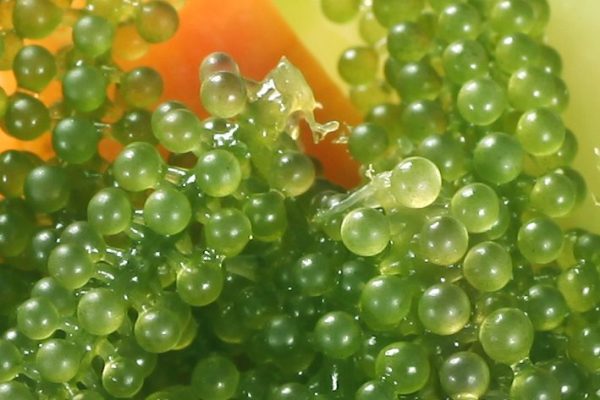Rong Nho Và Công Dụng Của Rong Nho-Grape Seaweed Rong Nho là gì (grape seaweed)