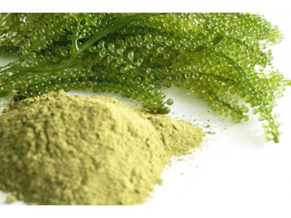 Rong Nho Và Công Dụng Của Rong Nho-Grape Seaweed Bột Rong Nho