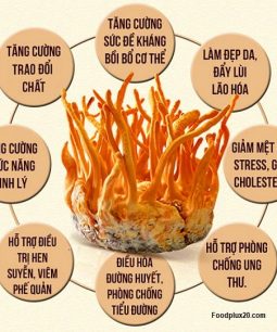 Bột Đông Trùng Hạ Thảo Hàn Quốc Chính Hãng, Nguyên Chất 100% - Korean Cordyceps Militaris (CM) Tác dụng Bột Đông Trùng Hạ Thảo Hàn Quốc Chính Hãng, Nguyên Chất 100% - Korean Cordyceps Militaris (CM)