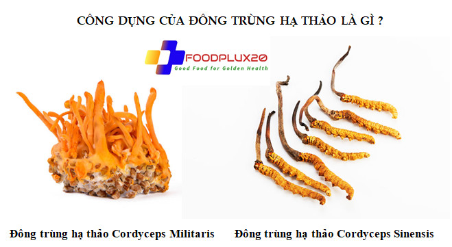 7 Công Dụng Của Đông Trùng Hạ Thảo Là Gì? Nấm Ophiocordyceps Sinensis 7 Công Dụng Của Đông Trùng Hạ Thảo Là Gì? Nấm Ophiocordyceps Sinensis