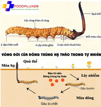 7 Công Dụng Của Đông Trùng Hạ Thảo Là Gì? Nấm Ophiocordyceps Sinensis Nấm đông trùng hạ thảo là gì Cấu trúc và vòng đời của nấm Ophiocordyceps Sinensis