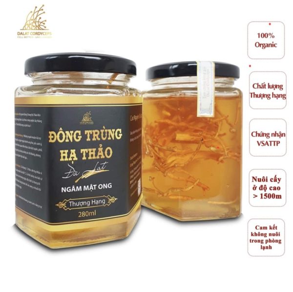 7 Công Dụng Của Đông Trùng Hạ Thảo Là Gì? Nấm Ophiocordyceps Sinensis Nấm đông trùng hạ thảo tươi ngâm mật ong